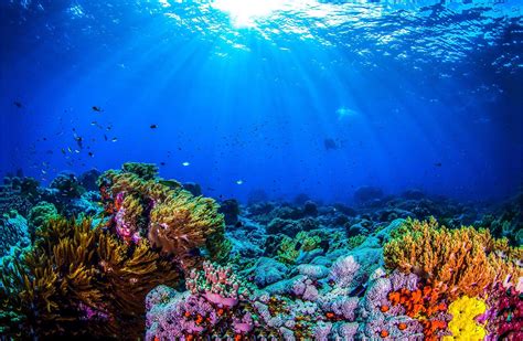مواقع وأماكن الشعاب المرجانية